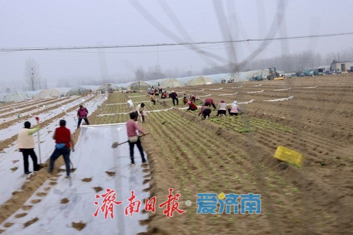 春雨润田农事忙