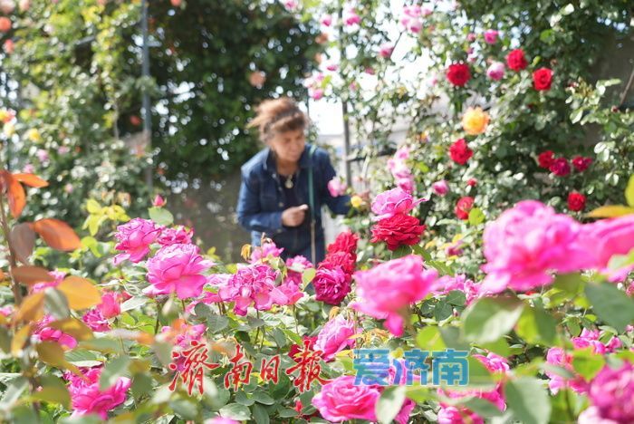 五彩月季烂漫绽放，泉城广场成梦幻花海