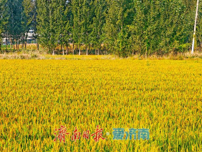 一年四季 泉在济南丨黄河岸畔稻花香：美里湖“金色丰收曲”即将奏响