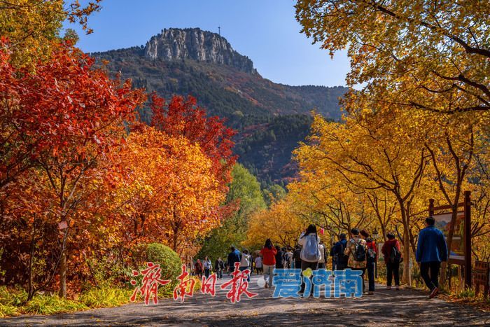 一年四季 泉在济南丨济南红叶谷：满山红遍燃秋意，层林尽染醉游人
