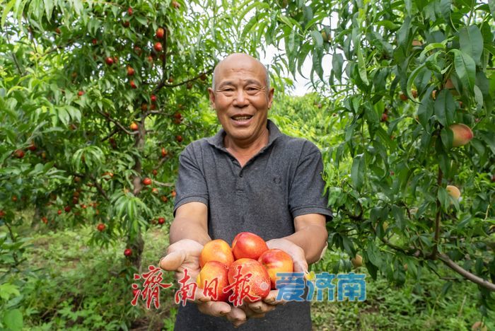 硕果盈枝果香浓！芒果油桃抢先上市助农增收