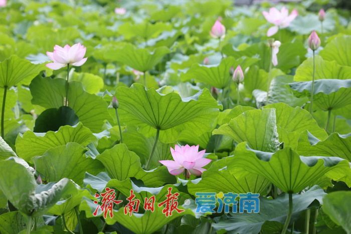 一年四季 “泉”在济南丨荷风送香！泉城公园荷花盛开迎来观赏季