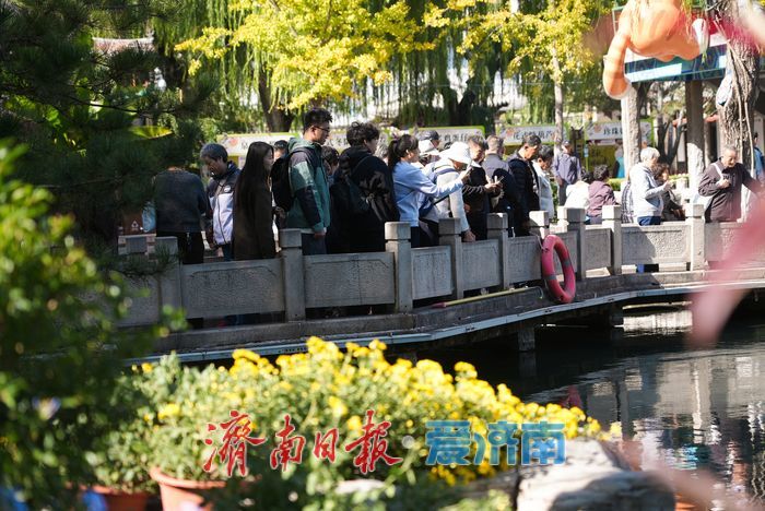 一年四季 泉在济南丨菊映潭水 五龙潭赏菊迎来最佳观赏期