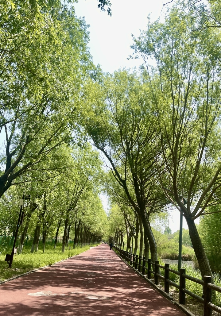 去济西湿地体验含“绿”量百分百的旅行