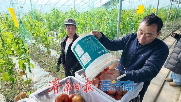 新春走基层｜大棚里的西红柿熟了，市场供应有保障 一片盐碱地上的“新春丰收”