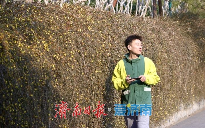 迎春花开，垂柳吐绿 春天气息挡不住了