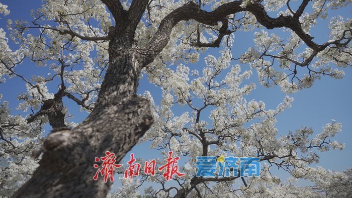 “春风漫梨园，花开似雪来” 在商河赴一场百年梨花之约！