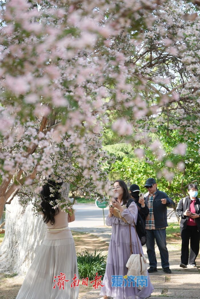 如霞似锦，济南泉城公园珍稀花木猬实进入盛花期