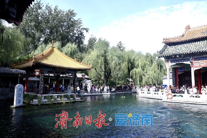 一年四季 泉在济南丨趵突泉菊展抢先看，打卡“不做菊外人”