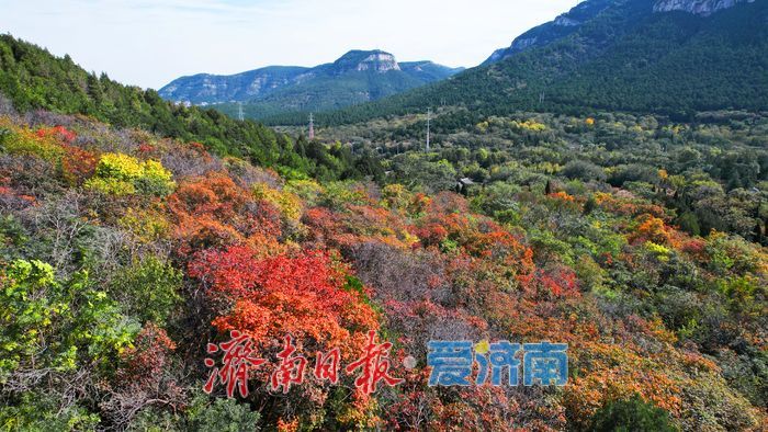 秋色入画层林尽染！千佛山红叶迎来最佳观赏期