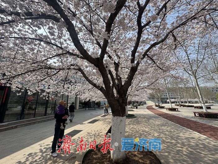 樱花映科创 泉城添春意 齐鲁软件园成春日打卡地
