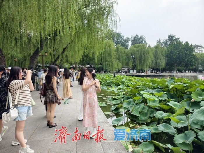 一年四季 泉在济南丨荷风送香醉游人 大明湖赏荷热度持续走高