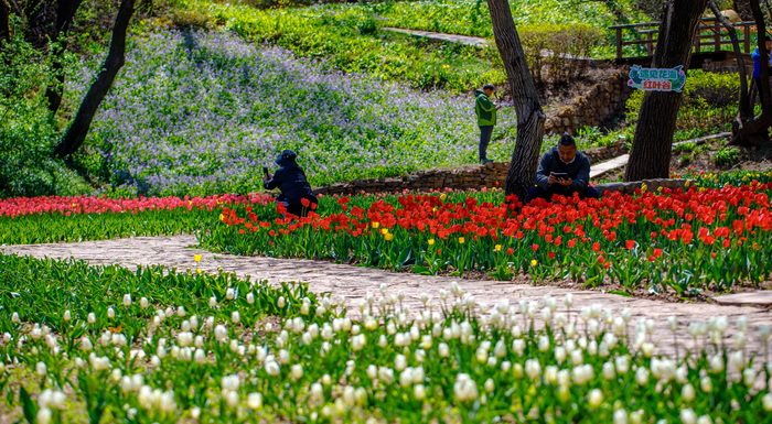 仅需9.9元，快来济南红叶谷畅游郁金香花海