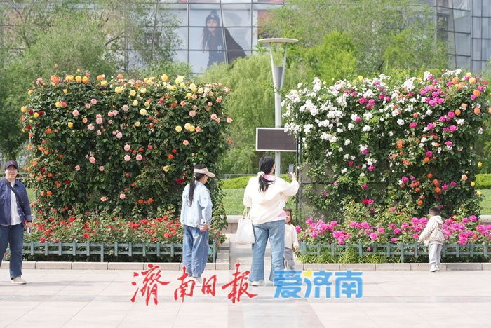 五彩月季烂漫绽放，泉城广场成梦幻花海