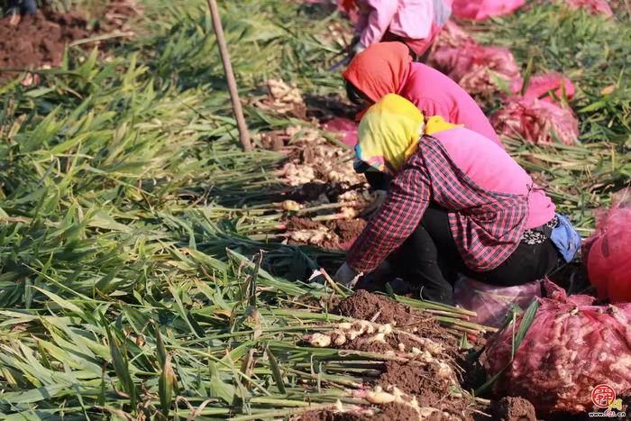 宁家埠街道：泥土里刨出“金疙瘩” 生姜地里种出好光景