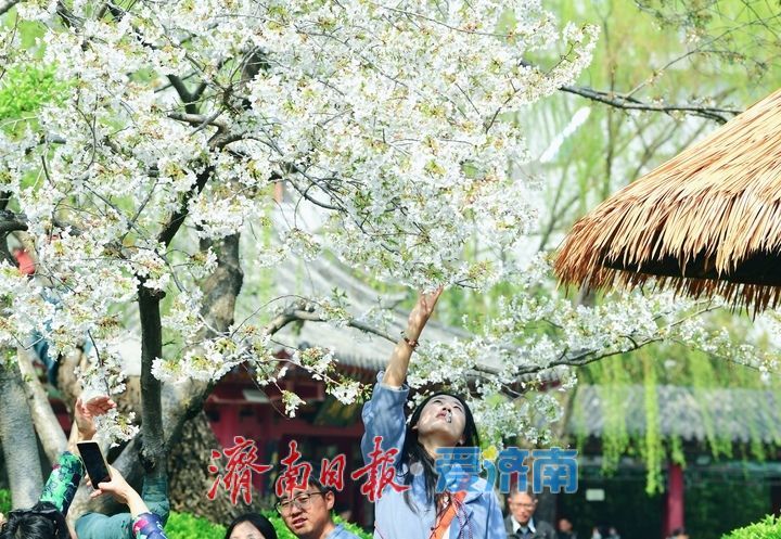 春风拂岸樱绽龙潭 ，济南市第23届五龙潭樱花节正式启幕