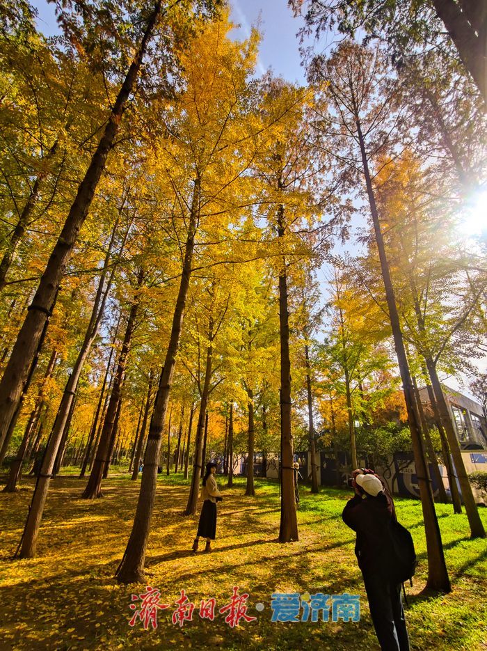 济南泉城公园冬景如画 层林尽染引客打卡