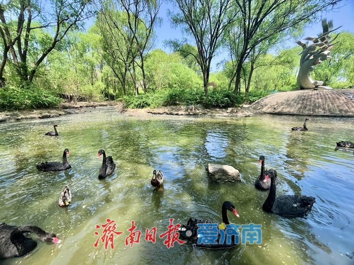黑天鹅结伴畅游 乐享春日好时光