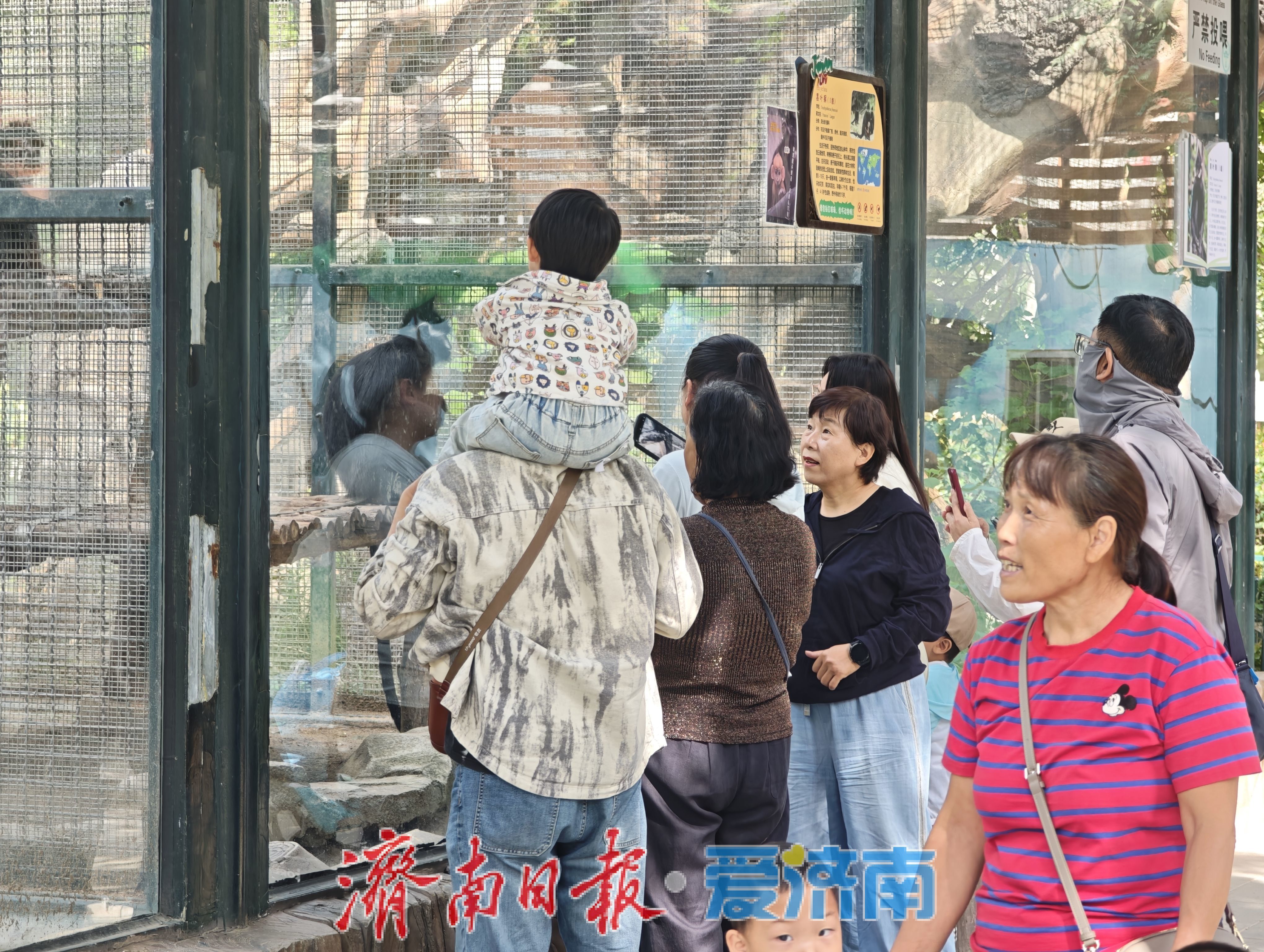 济南动物园高颜值猴宝宝“小龙”走红，头顶渐黑，打卡要趁早