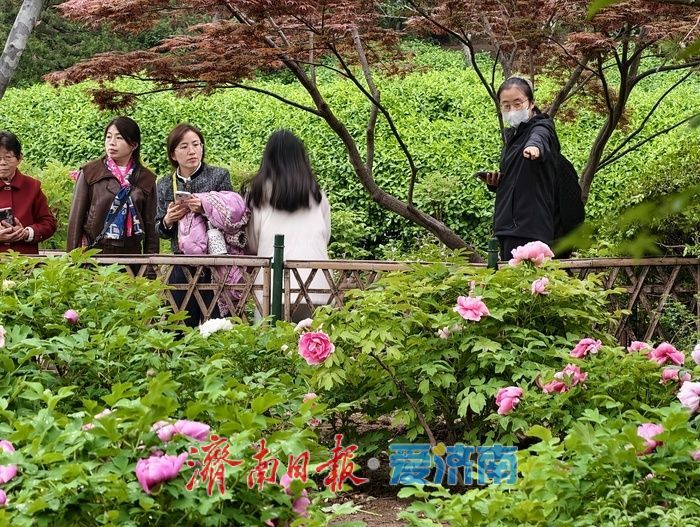 一年四季 泉在济南丨雨后牡丹，分外娇艳