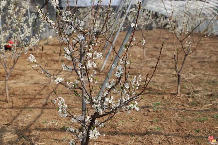 章丘官庄街道徐家村：我在徐家有块地！