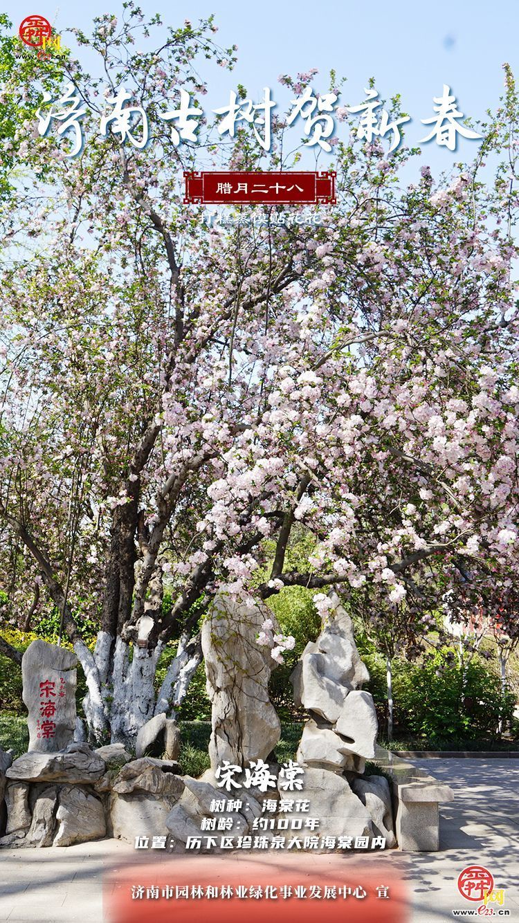 【网络中国节·春节】“泉”在济南过大年｜古树贺新春：海棠送福迎新春