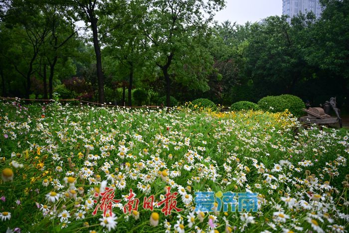 一年四季 泉在济南丨雨后济南森林公园美如画：雏菊带露，市民乐享清新