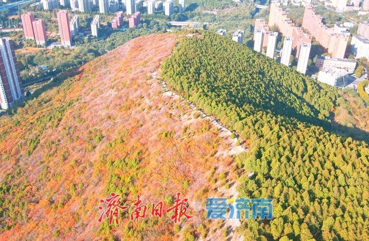 济南“鸳鸯锅”渐入佳境，蝎子山将迎赏红叶最佳时节