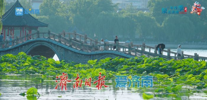 不花一分钱！济南这些绝美赏荷地，错过等一年！