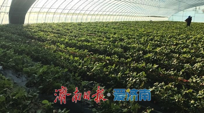 济南草莓棚里“直播带货”激活乡村采摘经济