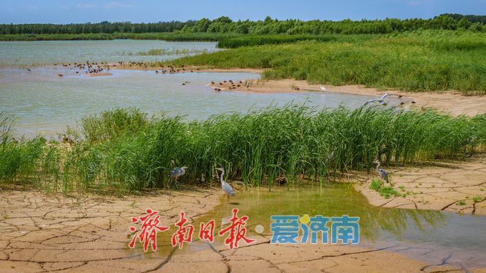 一年四季 泉在济南丨鹭鸟翩跹，玉清湖沉沙池成鹭鸟乐园