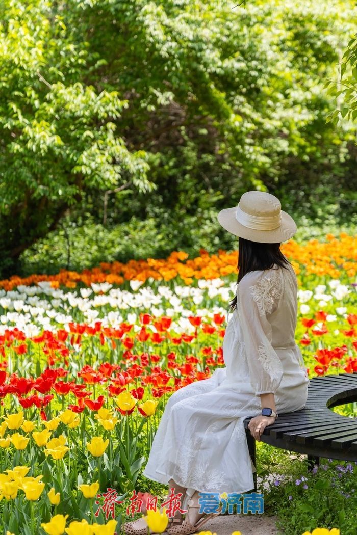 一年四季 泉在济南丨红叶谷百万郁金香盛放，点亮泉城春日盛景