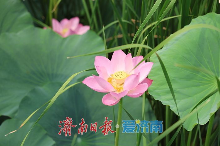 不花一分钱！济南这些绝美赏荷地，错过等一年！