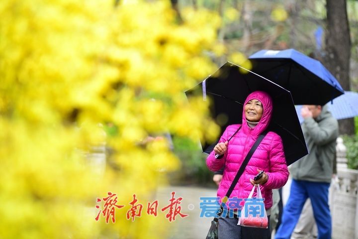 春雨润泉城花开俏争春，趵突泉畔宛如画卷引客来