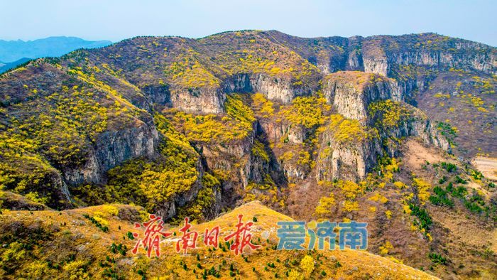 济南“小太行”藏不住了！天帘山连翘花迎来高光时刻