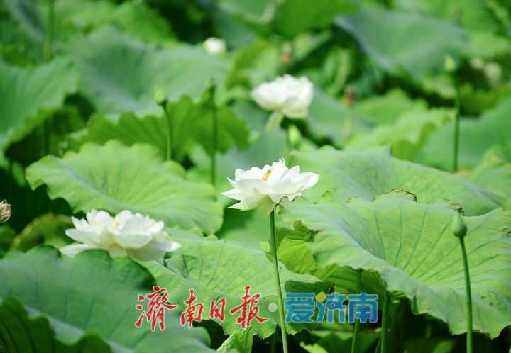 一年四季 泉在济南｜“荷”其有幸“香”约泉城，大明湖第一波荷花已绽放