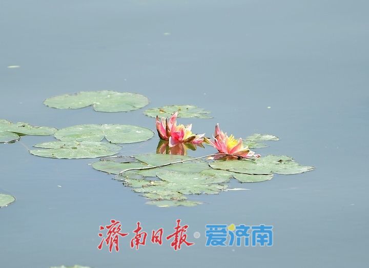 一年四季 泉在济南｜“双色莲”现身济南大明湖，游客直呼“好运莲莲”
