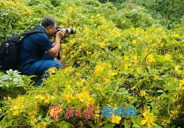 济南泉城公园金丝桃盛放迎客