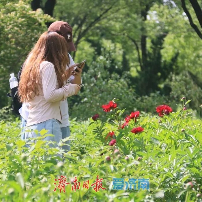 济南植物园芍药即将盛放