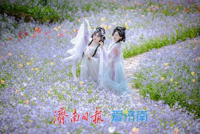 一年四季 泉在济南丨泉城春满山谷间！济南红叶谷郁金香与二月兰织就春日浪漫图景