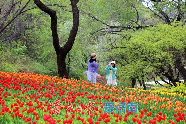 泉城春正好，红叶谷郁金香醉游人