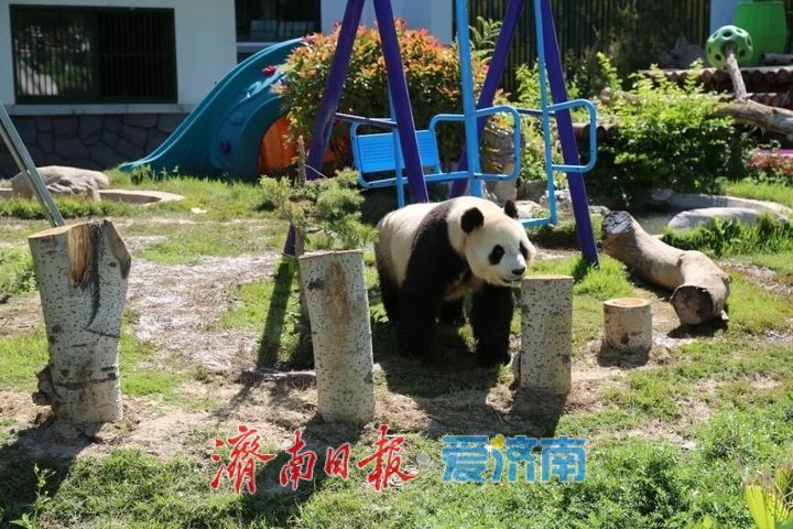 “五一”假期，济南动物园国宝享“丰”趣！