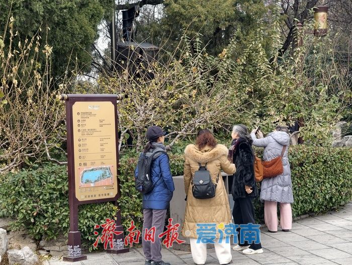 大明湖畔 蜡梅绽放