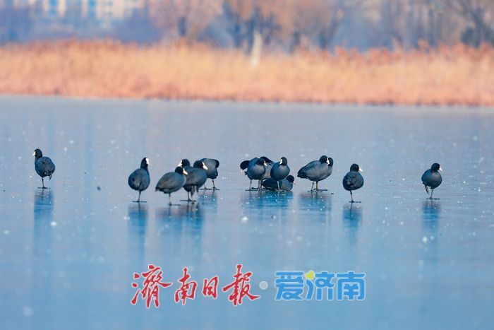 冰湖映羽衣 华山湖水鸟演绎冬日灵动画卷