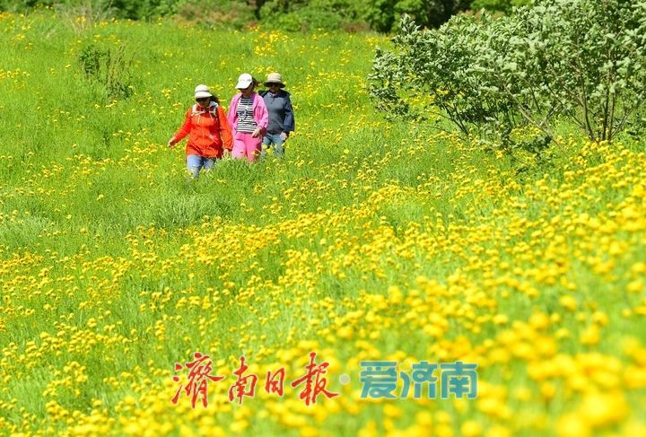 济南初夏“黄金毯”上线！蚰蜒山下万平金鸡菊花海盛放