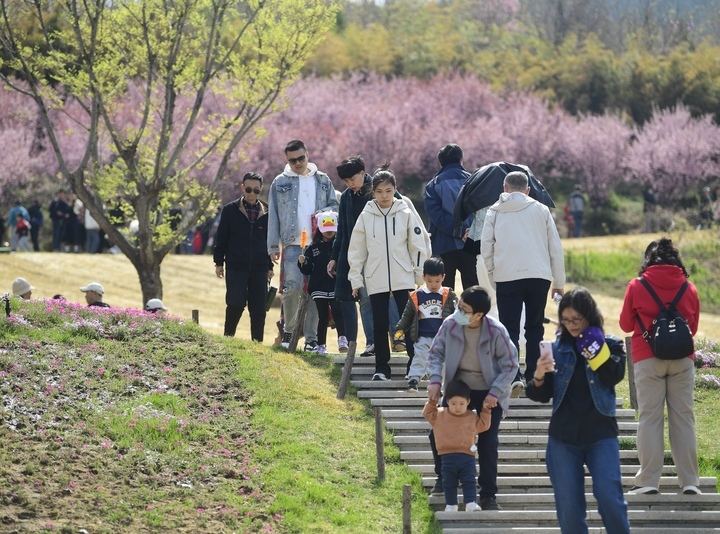 “泉”在济南过五一｜济南最大福禄考花海清明假期人气爆棚