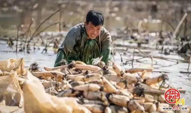 为哪吒重塑肉身，试试白云湖的藕？