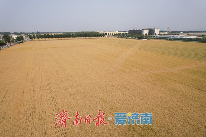 一年四季 泉在济南丨麦浪翻金迎端午