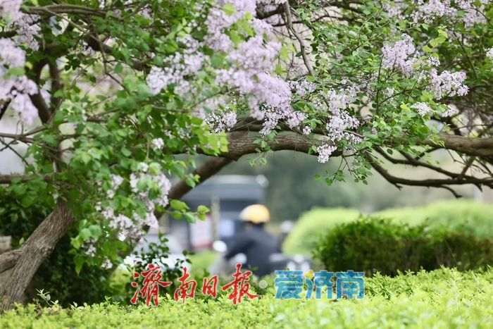 花香满径！经十路丁香盛放绘泉城春日美景