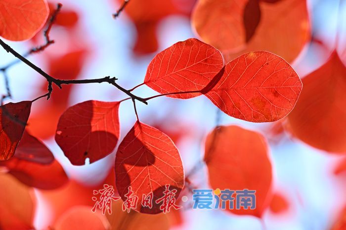红了！济南的秋天藏在这里